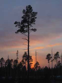Skogen